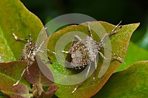 Brown marmorated stink bug (Halyomorpha halys) photo
